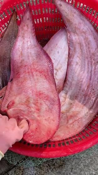 海興龍魚的養殖技術如何，權威技術手冊[需手動填充]海興龍魚（syngnathidae）養殖技術詳解