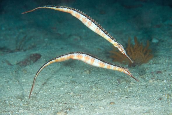 海興龍魚的養殖技術如何，權威技術手冊[需手動填充]海興龍魚（syngnathidae）養殖技術詳解