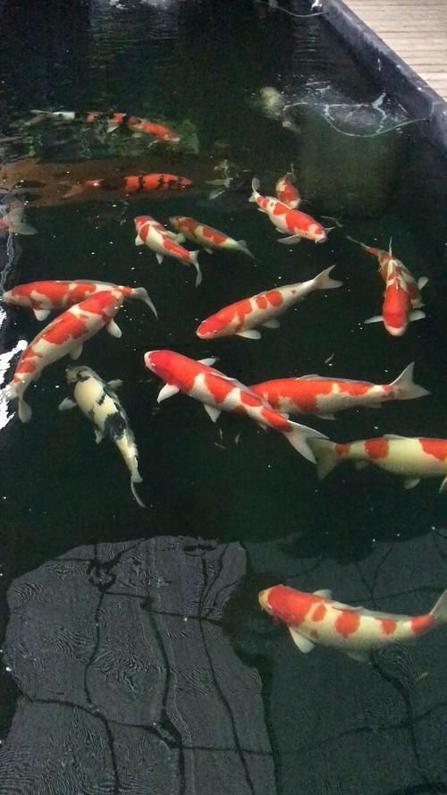 這些錦鯉的價(jià)格是多少，探究錦鯉價(jià)格的影響因素