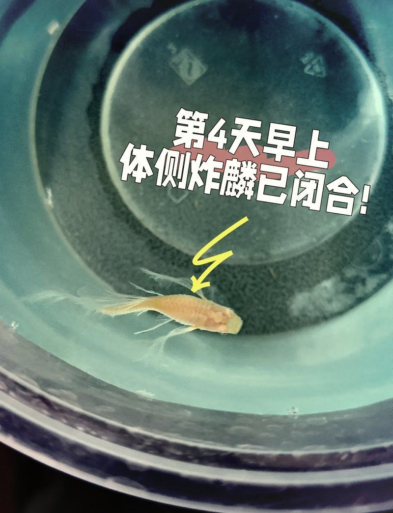 龍魚體表細菌感染自愈案例分享，龍魚體表細菌感染自愈 龍魚體表細菌感染自愈案例分享，龍魚體表細菌感染自愈 龍魚百科 第1張