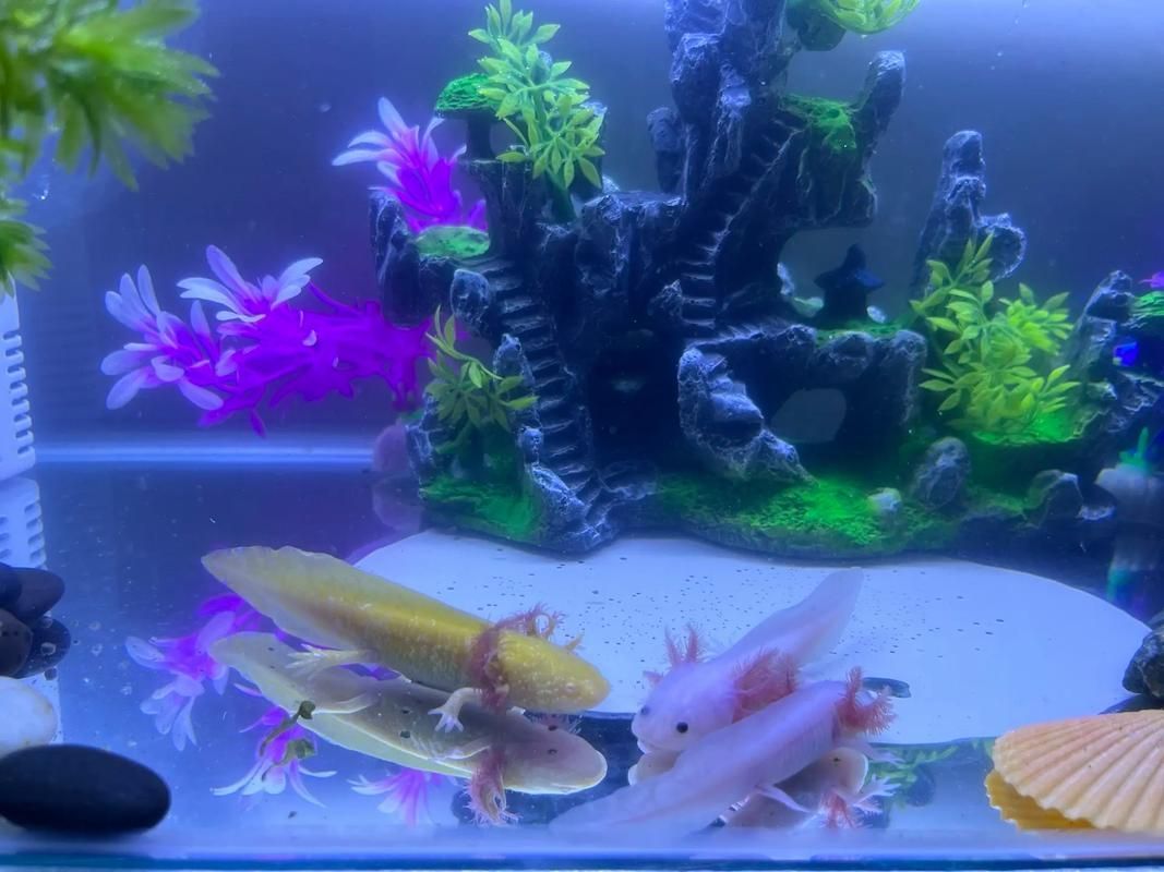 如何設置六角恐龍的休息點，六角恐龍飼養環境布置