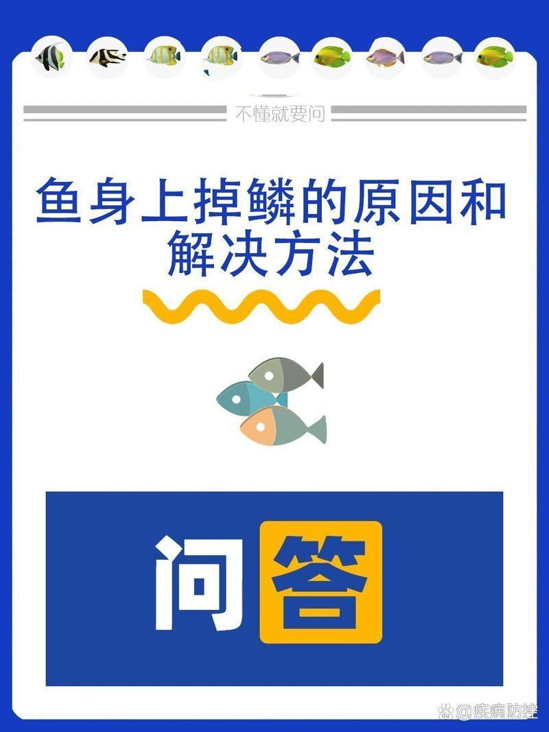 有沒有其他方法處理紅龍魚掉鱗？，小周聊寵物，魚身上掉鱗的原因和解決方法