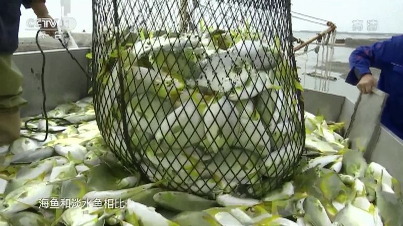 海魚和淡水魚哪個更有營養，海魚和淡水魚哪個更營養