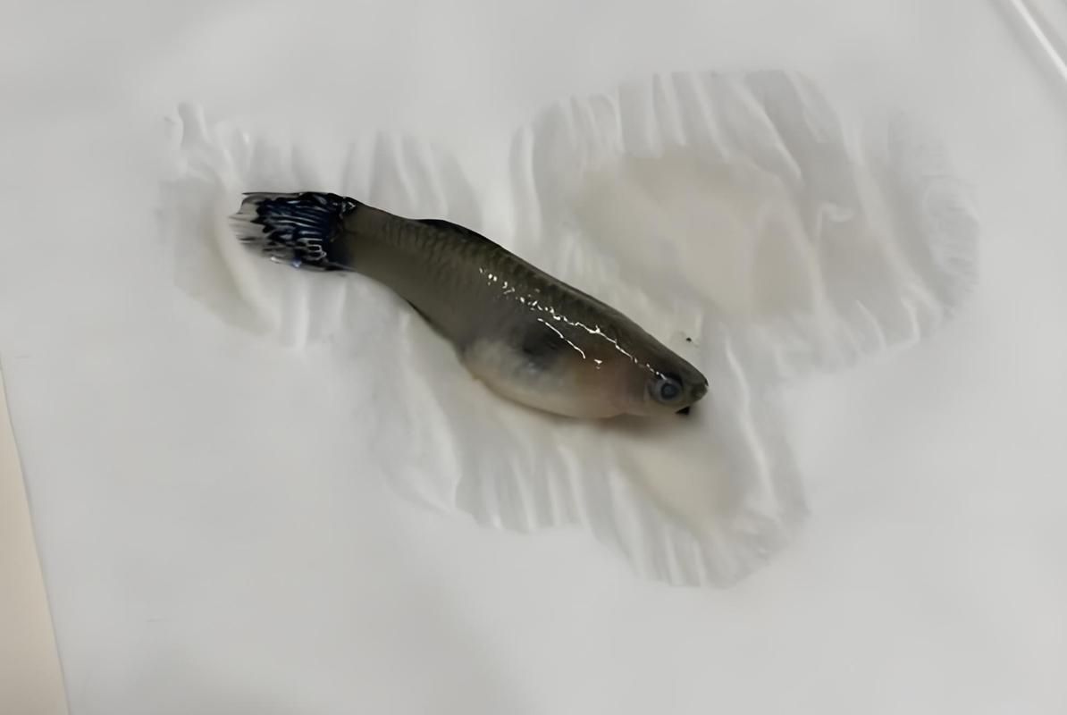 如何預防魚爛尾的發生，關于水產養殖或觀賞魚爛尾病的一些建議