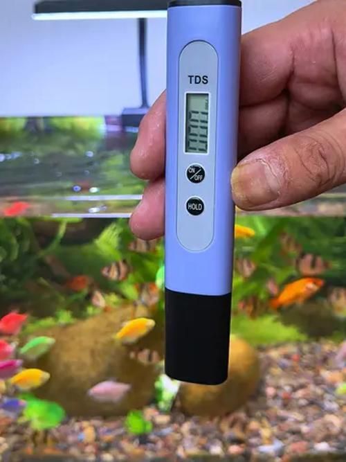 如何預防魚爛尾的發生，關于水產養殖或觀賞魚爛尾病的一些建議