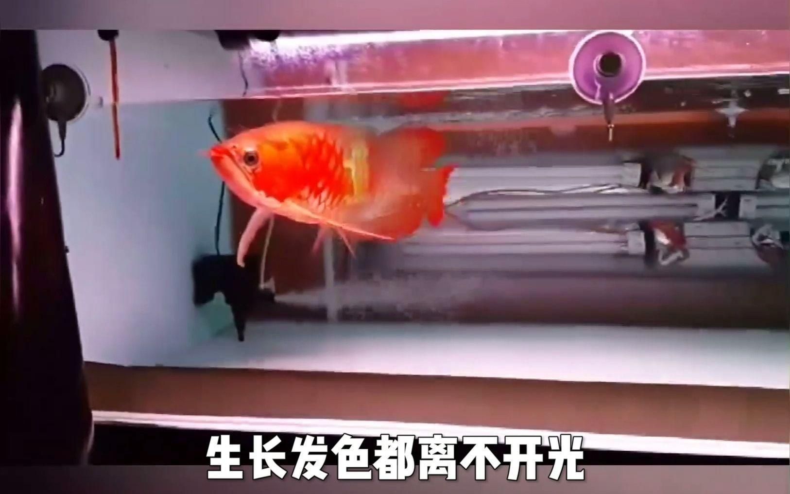 有哪些適合龍魚的燈光模式，紅龍魚燈光模擬自然光**led燈光模式