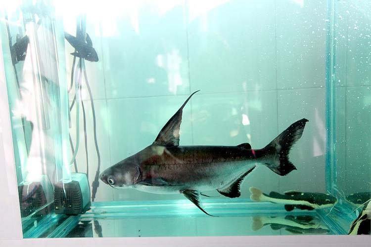 如何辨別真假北海回龍魚，北海回龍魚辨別指南