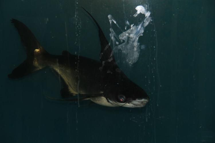 如何辨別真假北海回龍魚，北海回龍魚辨別指南