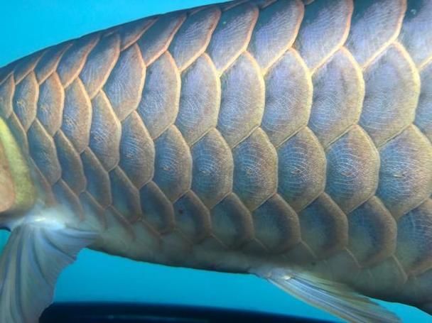 永春龍魚和永春龍魚有什么區(qū)別？，“永春龍魚和永春龍魚有什么區(qū)別，永春龍魚和永春龍魚有什么區(qū)別