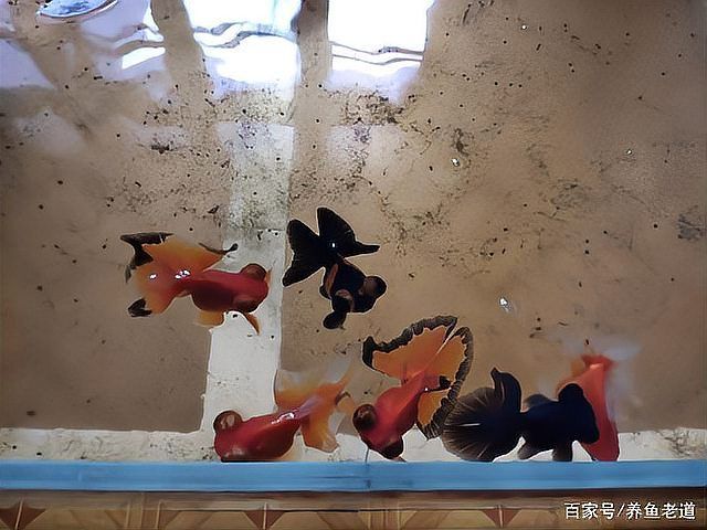 龍魚掉尾后多久會停止出血？
