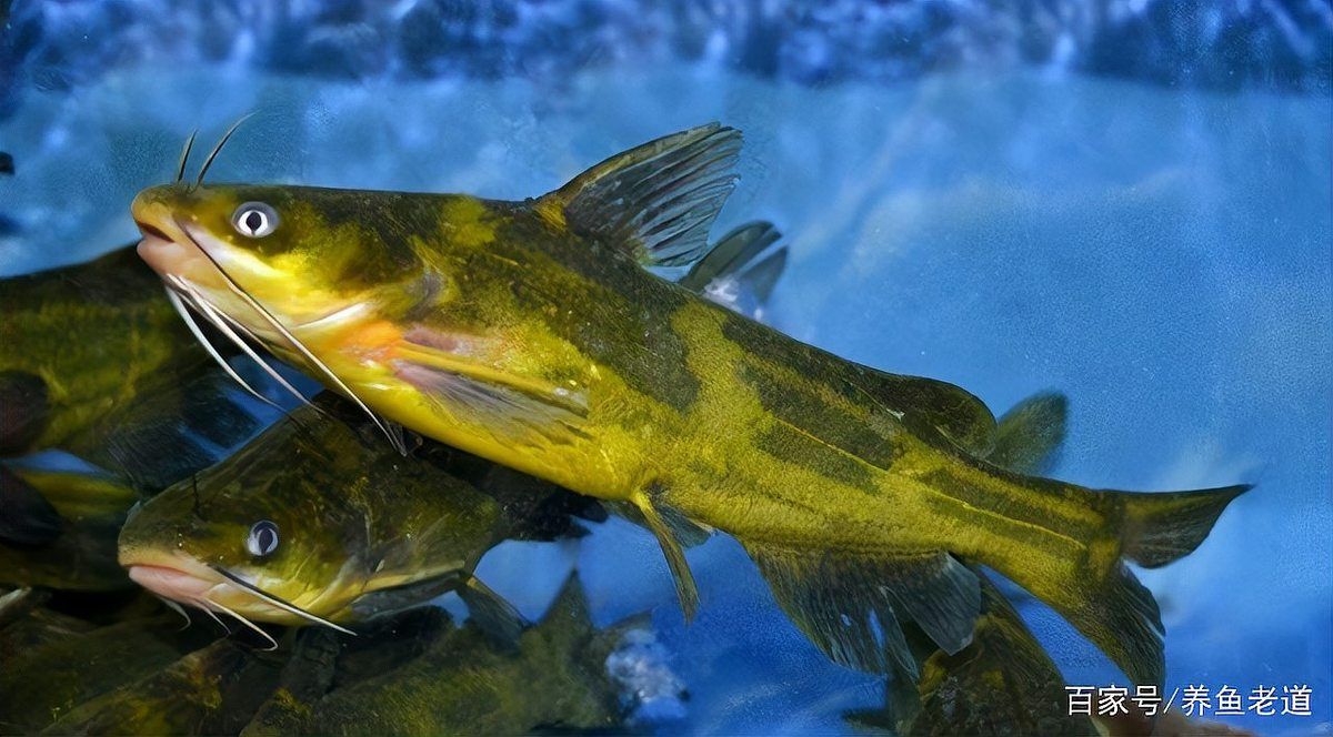 龍魚掉尾后多久會停止出血？