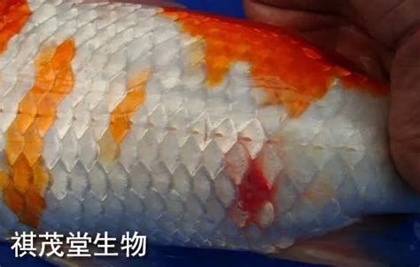 錦鯉魚鱗發紅充血是啥毛病，關于錦鯉鱗片發紅充血的詳細分析