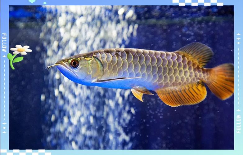 如何判斷龍魚下顎鼓起是否由疾病引起？，富媒體龍魚下顎鼓起