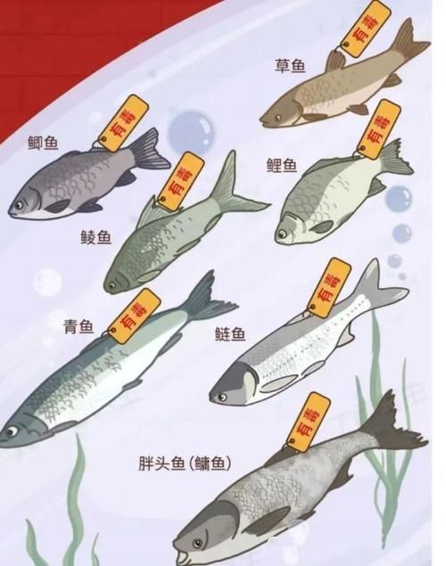 石獅龍魚中呋喃唑酮代謝物超標對健康有何影響，關于石獅龍魚養殖中呋喃唑酮代謝物超標的建議