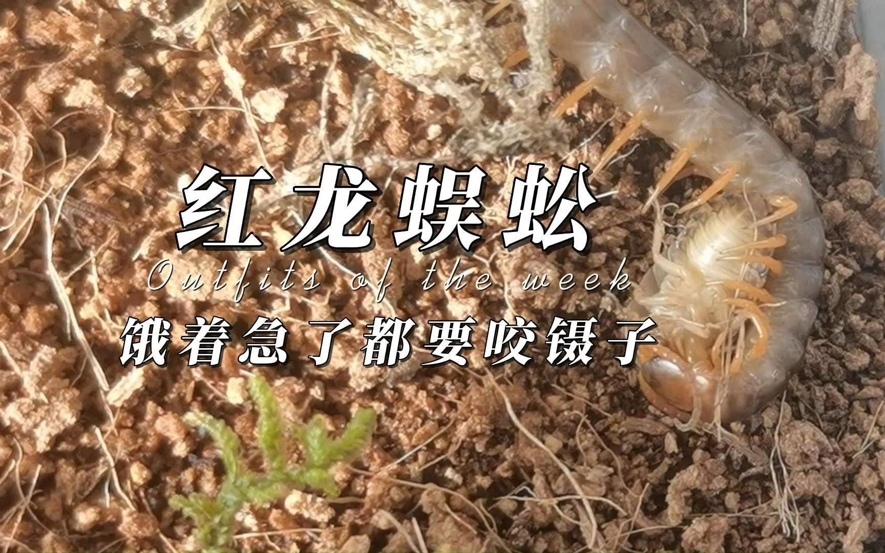 紅龍魚苗2-3厘米，紅龍魚養(yǎng)護指南