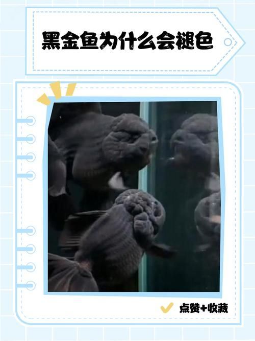 如何預(yù)防金魚發(fā)黑，金魚發(fā)黑的原因與預(yù)防