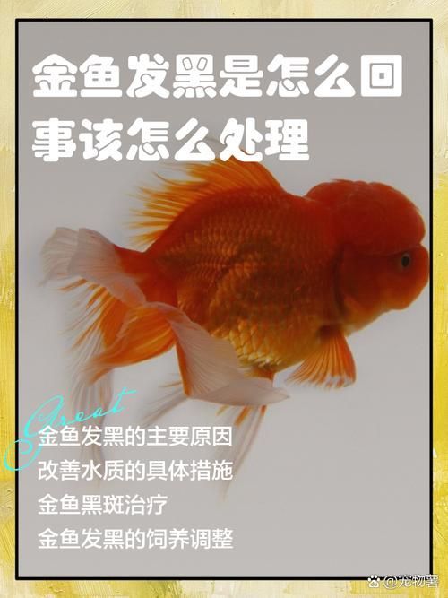 如何預(yù)防金魚發(fā)黑，金魚發(fā)黑的原因與預(yù)防