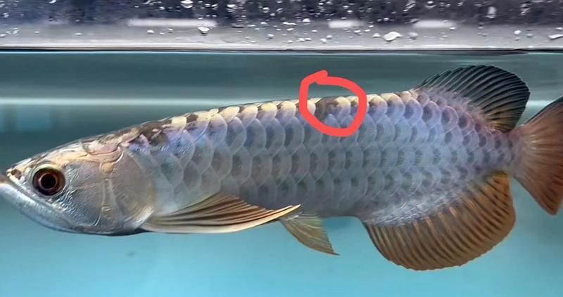 有哪些跡象表明金龍魚正在恢復中，養的金龍魚終于有起色了，你養的金龍魚終于有起色了