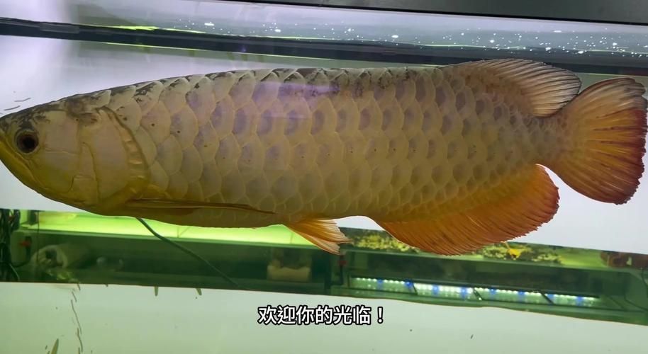安源龍魚的產地在哪里？，全球龍魚品種與產地對照表