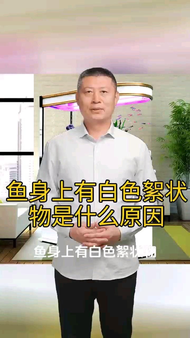 龍魚身上白色絮狀物能自行消失嗎，龍魚身上出現(xiàn)白色絮狀物能否自行消失龍魚水霉病應急處理清單