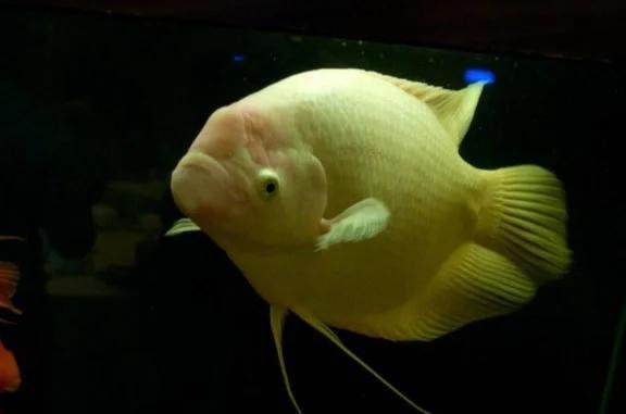 如何維持招財魚缸水溫穩定，養招財魚，水溫穩定是生死線