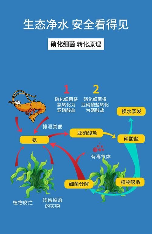 魚缸換水需要多長時間恢復
