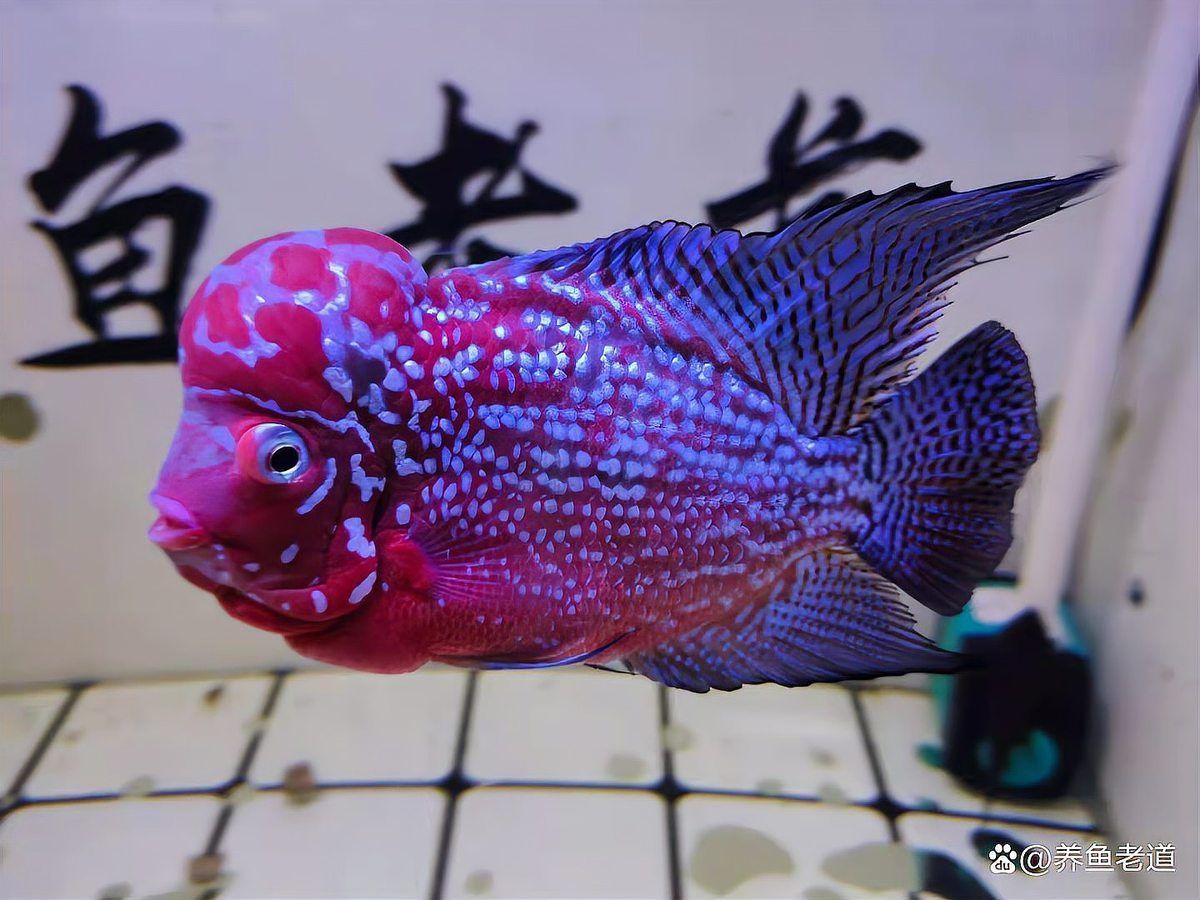 魚缸換水需要多長時間恢復