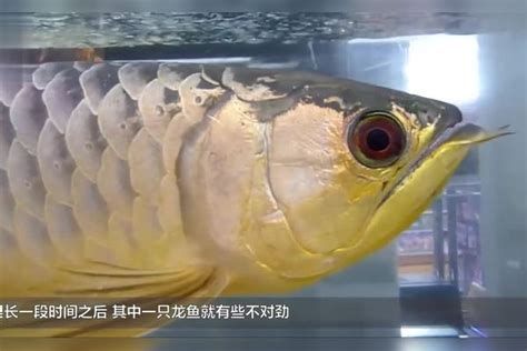 龍魚掉眼最簡(jiǎn)單的恢復(fù)，龍魚掉眼怎么辦？ 龍魚掉眼最簡(jiǎn)單的恢復(fù)，龍魚掉眼怎么辦？ 龍魚百科 第2張