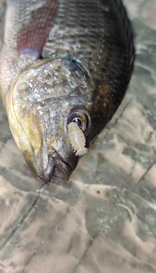 治療龍魚寄生蟲感染期間需要注意什么，治療龍魚寄生蟲感染