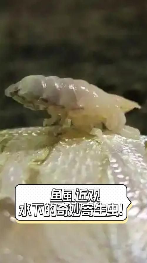 治療龍魚寄生蟲感染期間需要注意什么，治療龍魚寄生蟲感染