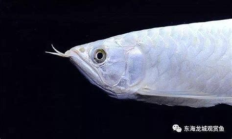 如何判斷銀龍魚是否患有眼睛下垂？，銀龍魚眼睛下垂往往是“氧氣不足”的預警信號