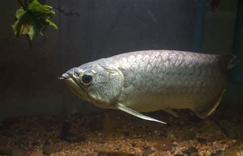 如何判斷銀龍魚是否患有眼睛下垂？，銀龍魚眼睛下垂往往是“氧氣不足”的預警信號