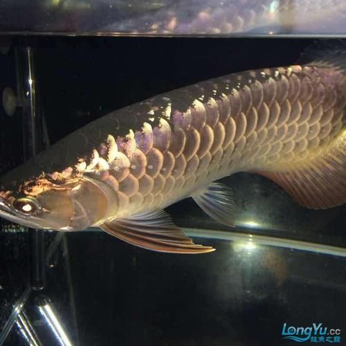 紫金龍魚有哪些品相評級標準，紫金龍魚的品相評級標準