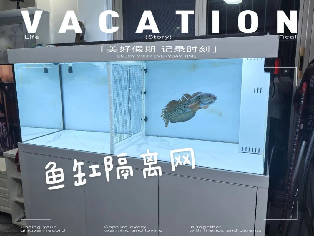 龍魚趴缸的6個原因及處理措施，龍魚趴缸的6個主要原因及處理措施，龍魚趴缸的6個原因及處理措施