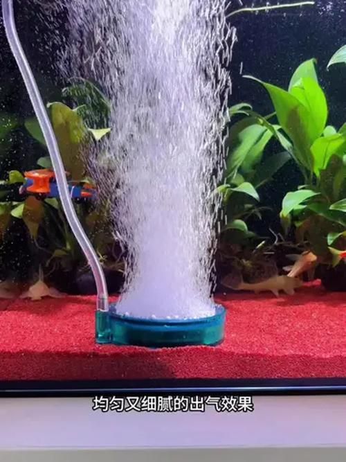 龍魚趴缸的6個原因及處理措施，龍魚趴缸的6個主要原因及處理措施，龍魚趴缸的6個原因及處理措施