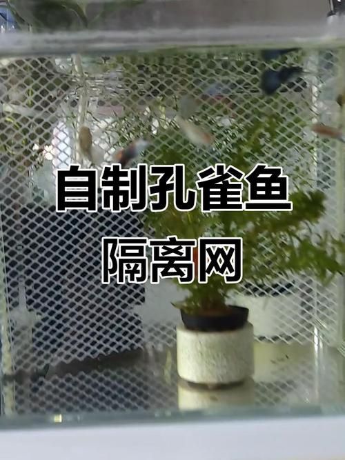 龍魚趴缸的6個原因及處理措施，龍魚趴缸的6個主要原因及處理措施，龍魚趴缸的6個原因及處理措施