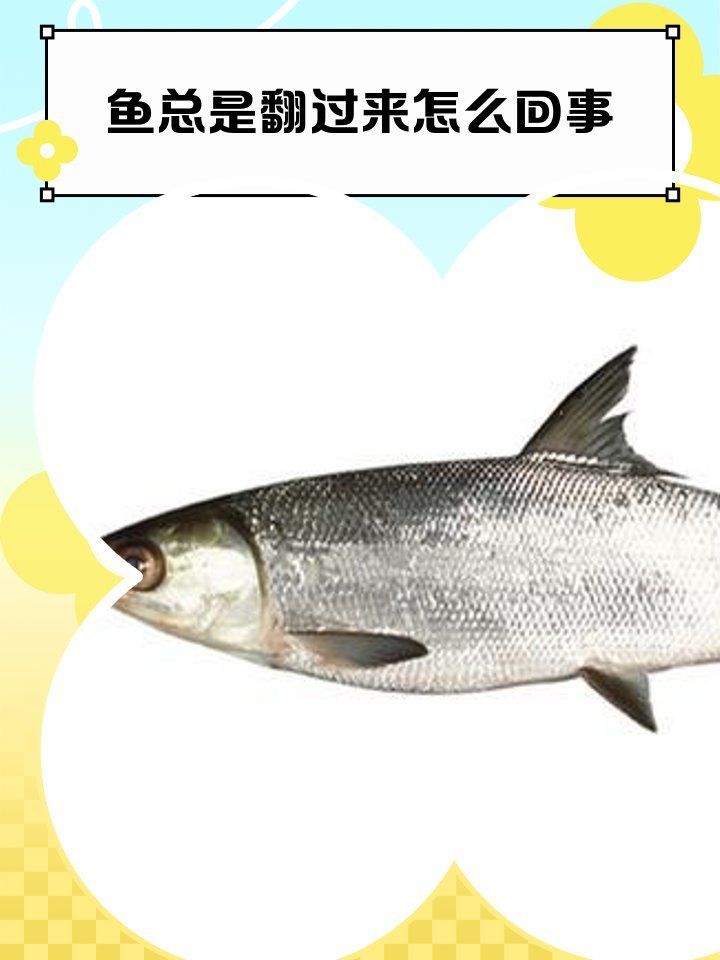 如何預(yù)防金龍魚(yú)患魚(yú)鰾失調(diào)癥，如何預(yù)防金龍魚(yú)鰾失調(diào)癥