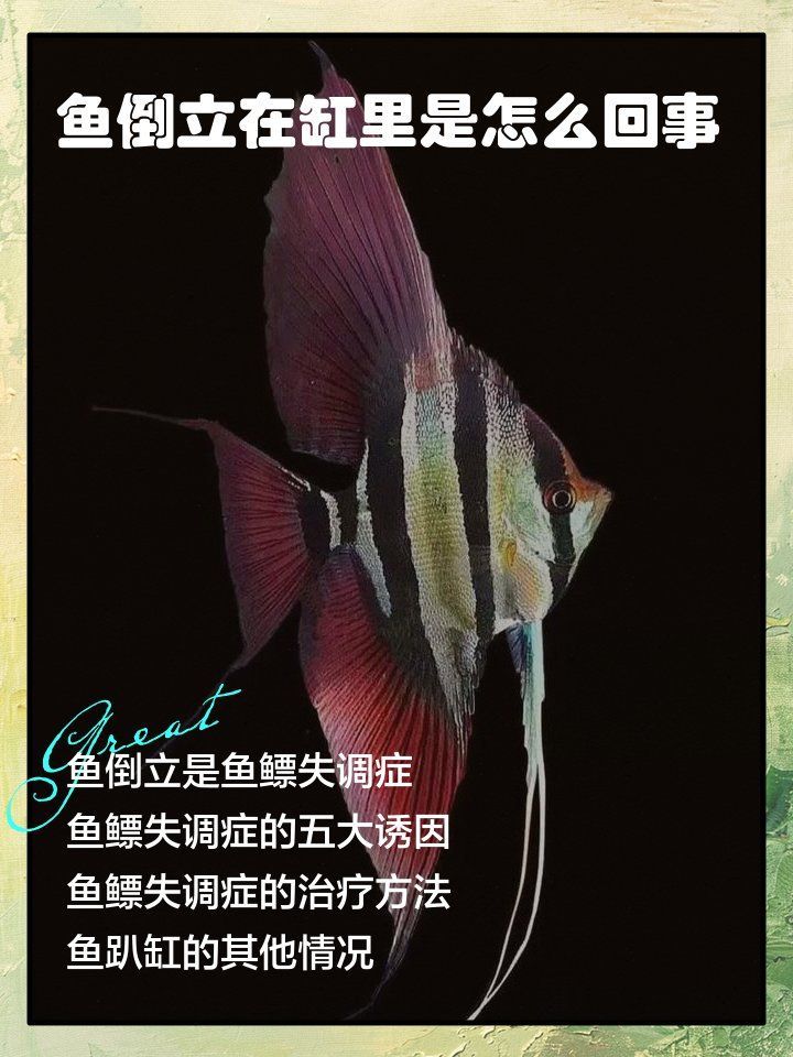 如何預(yù)防金龍魚(yú)患魚(yú)鰾失調(diào)癥，如何預(yù)防金龍魚(yú)鰾失調(diào)癥