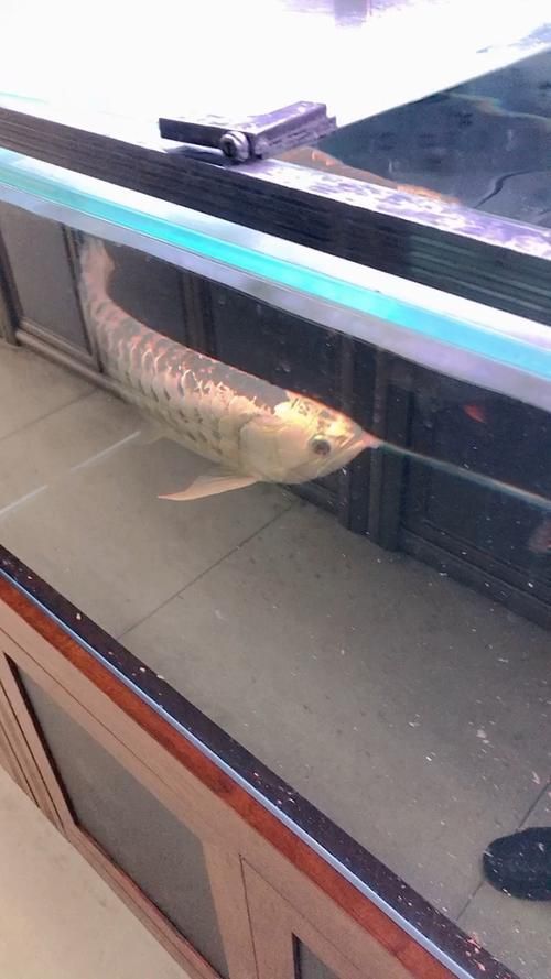 50厘米金龍魚哪個品種最貴，目前市場上最貴的50厘米金龍魚品種，估值3萬元