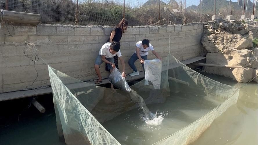 壽縣龍魚的養殖技術有哪些？，壽縣夏季水產養殖技術