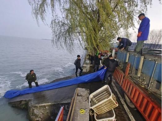 壽縣龍魚的養殖技術有哪些？，壽縣夏季水產養殖技術