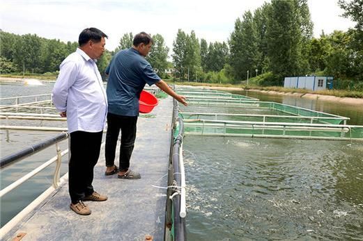 壽縣龍魚的養殖技術有哪些？，壽縣夏季水產養殖技術