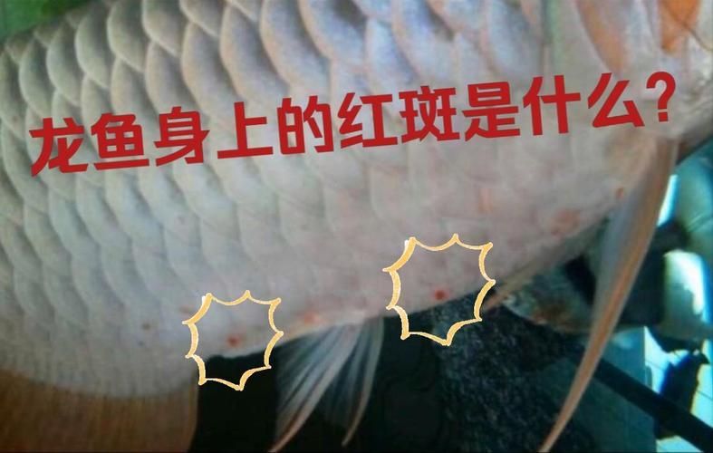 龍魚皮膚潰爛能活多久，關于龍魚皮膚潰爛病