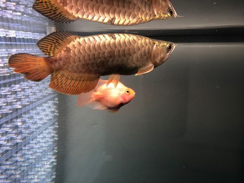 給我推薦幾款立達龍魚的幼魚，立達龍魚幼魚缸裝飾推薦：立達龍魚幼魚