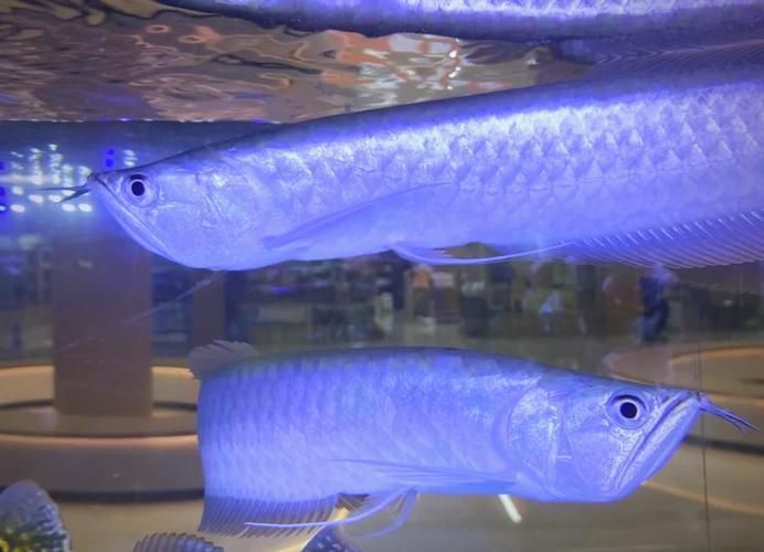 銀龍魚(yú)和金龍魚(yú)有什么區(qū)別？，金龍魚(yú)與銀龍魚(yú)與銀龍魚(yú)的區(qū)別在于體型結(jié)構(gòu)、地理分布以及觀賞價(jià)值
