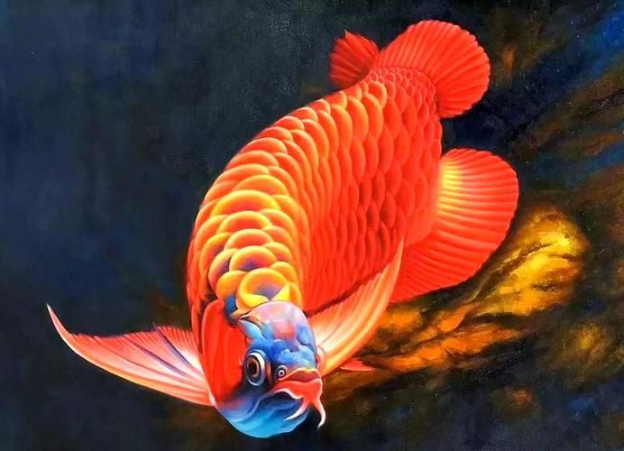 如何判斷水質是否適合紅龍魚？