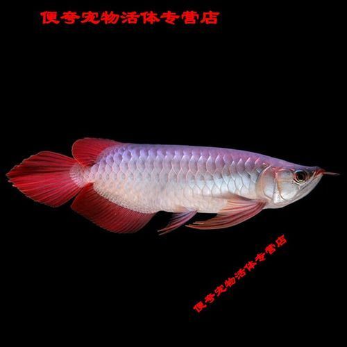 給我推薦幾對賽級紅龍魚的圖片示例，賽級紅龍魚圖片介紹
