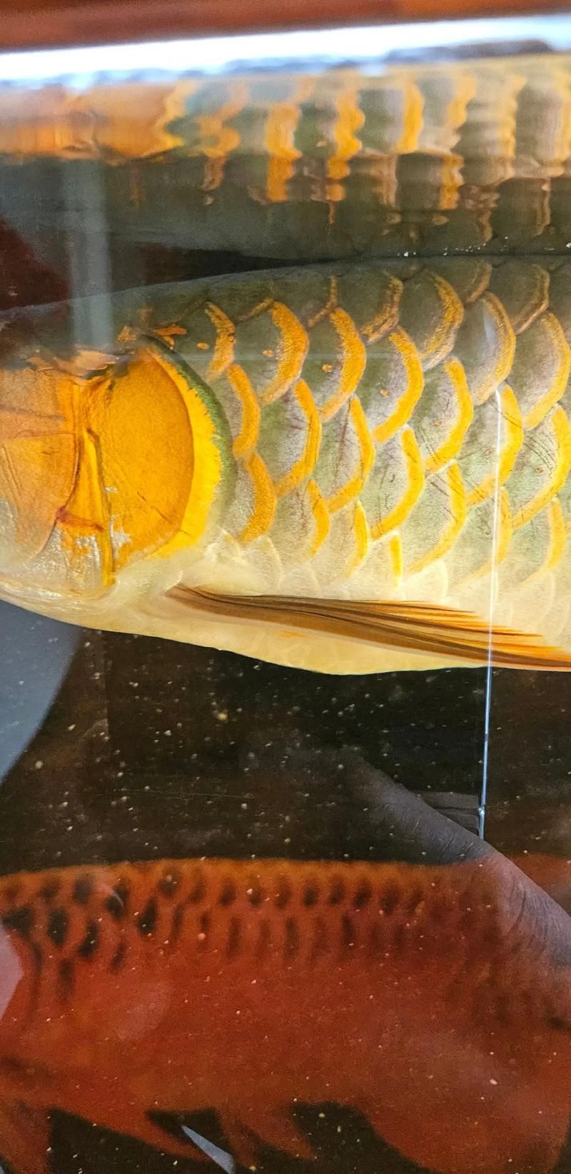 給我一些血紅龍的圖片，世界上最貴的觀賞魚之一，曾被日本買家以60萬美元購得