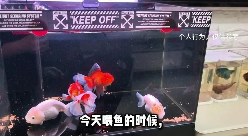 魚腹水可以擠出來嗎，魚腹水可以“擠出”嗎？
