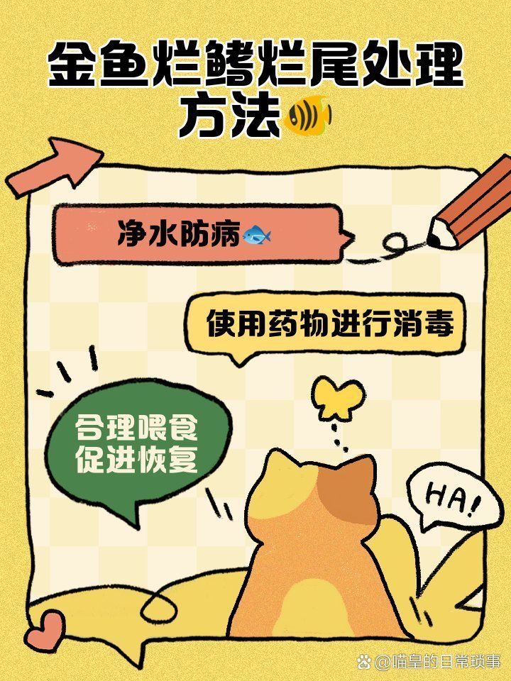 如何治療龍睛金魚的爛尾病，如何治療龍睛金魚爛尾病